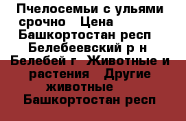 Пчелосемьи с ульями срочно › Цена ­ 4 500 - Башкортостан респ., Белебеевский р-н, Белебей г. Животные и растения » Другие животные   . Башкортостан респ.